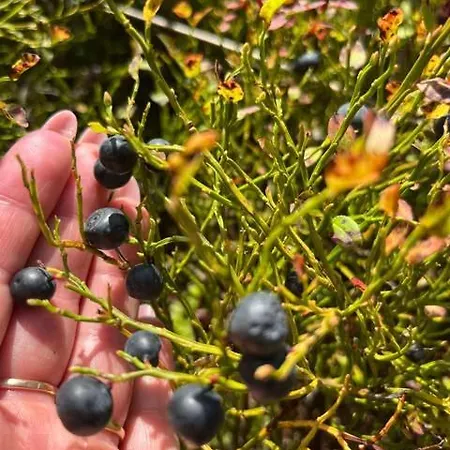 別荘 Pod Lasem Z Balia I Sauna *