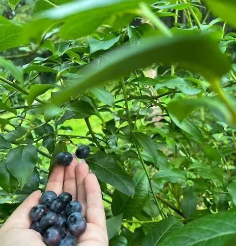 בית נופש Pod Lasem Z Balia I Sauna