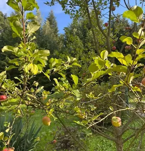 Pod Lasem Z Balia I Sauna בית נופש *