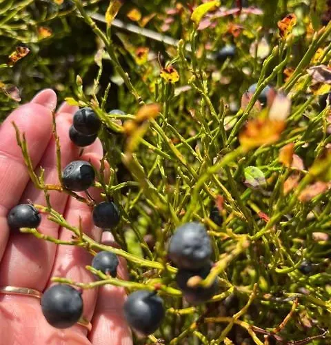 בית נופש Pod Lasem Z Balia I Sauna *